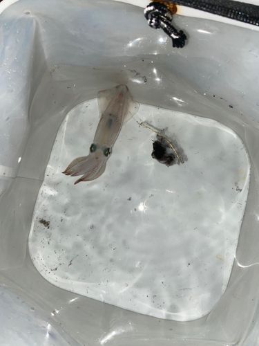 マメイカの釣果