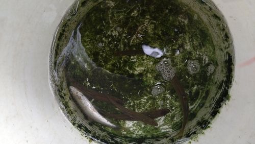 カワムツの釣果