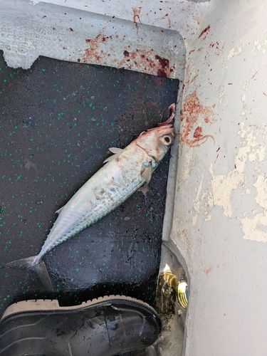 ゴマサバの釣果