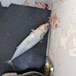 ゴマサバ