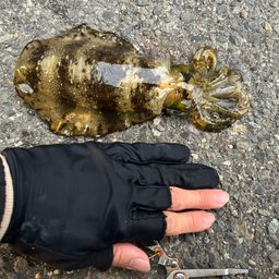アオリイカ
