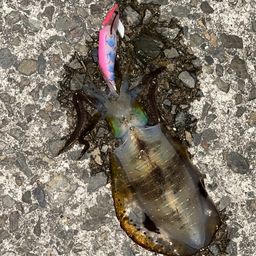 アオリイカ