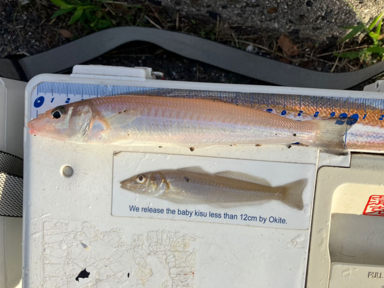 DAIWA 21サーフベーシア 45 06PEの最安値・インプレ・釣果 | 本音の