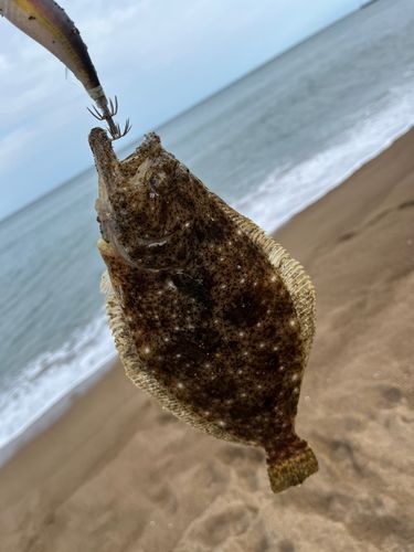 ソゲの釣果