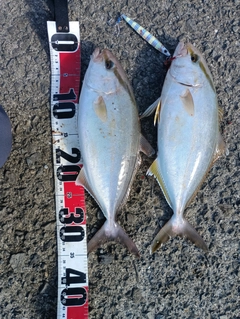ネイリの釣果