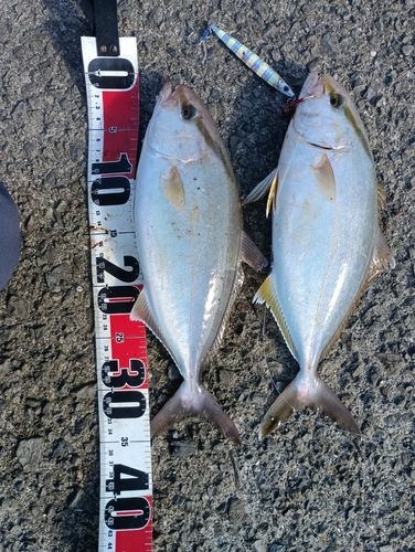 ネイリの釣果