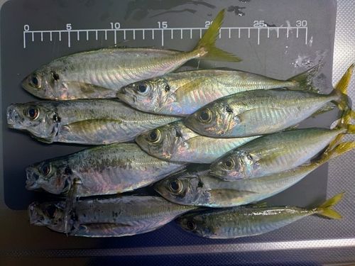 アジの釣果