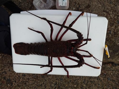 イセエビの釣果