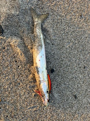 カマスの釣果