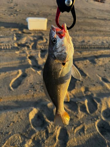ニベの釣果
