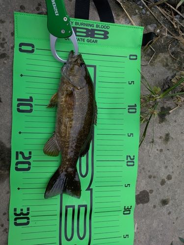 スモールマウスバスの釣果