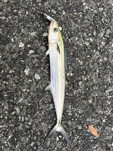 サゴシの釣果