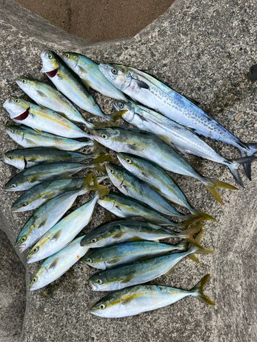 コゾクラの釣果