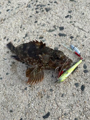 カサゴの釣果