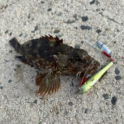 カサゴ