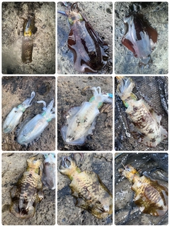 アオリイカの釣果