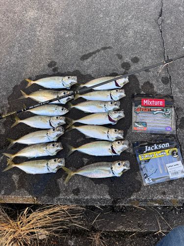 マアジの釣果