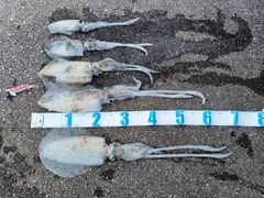 アオリイカの釣果