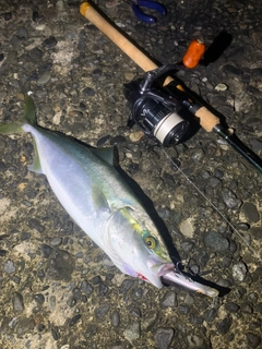 イナダの釣果
