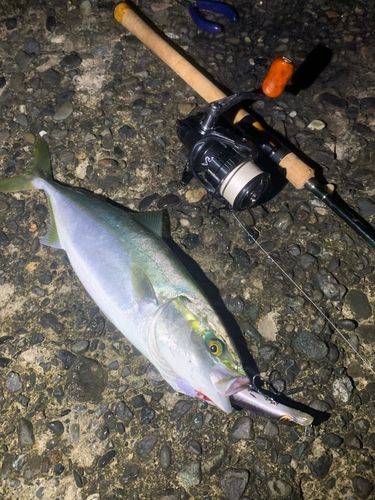 イナダの釣果