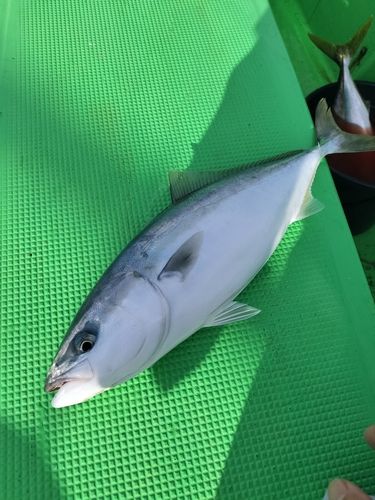 イナダの釣果