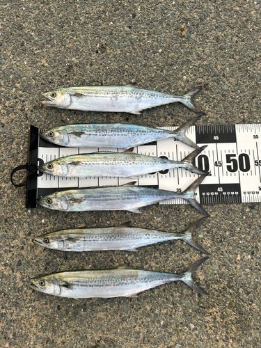 サゴシの釣果