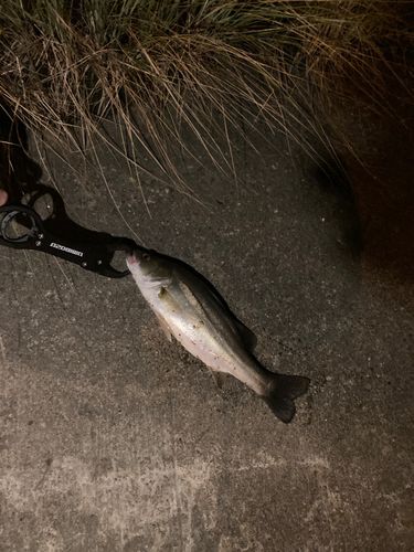 セイゴ（マルスズキ）の釣果