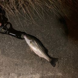 セイゴ（マルスズキ）