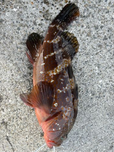 アコウの釣果