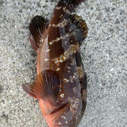 アコウ