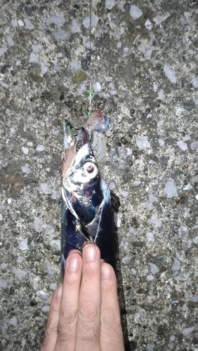 タチウオの釣果