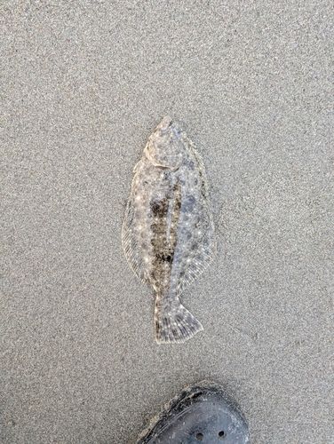 ソゲの釣果