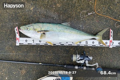 メジロの釣果