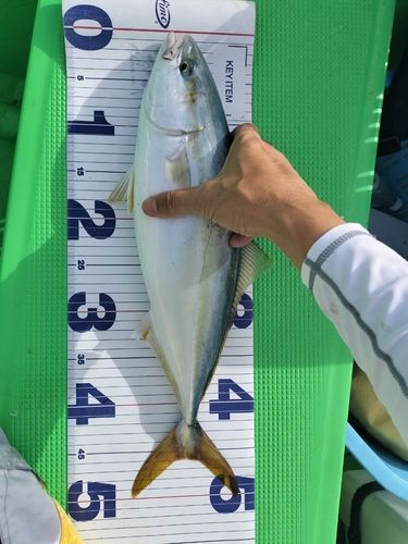 イナダの釣果