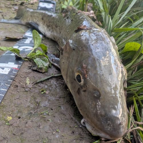 ニゴイの釣果