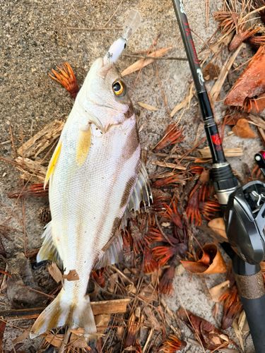 コトヒキの釣果