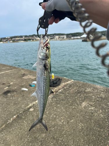 サゴシの釣果
