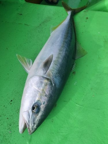 イナダの釣果