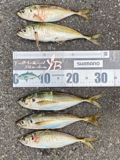 マアジの釣果