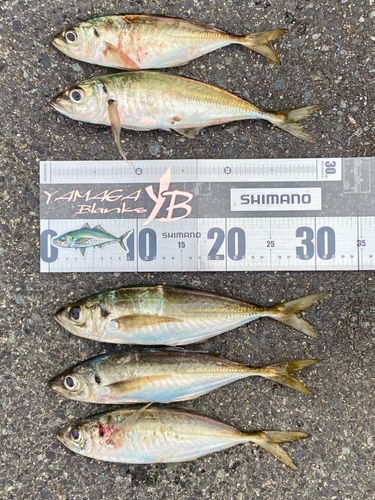 マアジの釣果