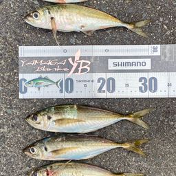 マアジ