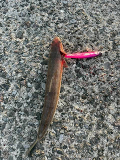 エソの釣果