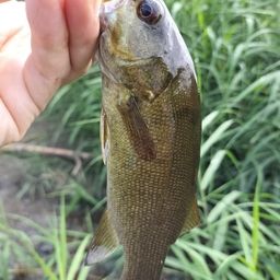 スモールマウスバス