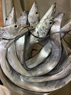 タチウオの釣果