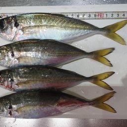 アジ