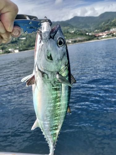 相模湾