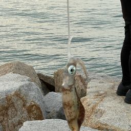 アオリイカ