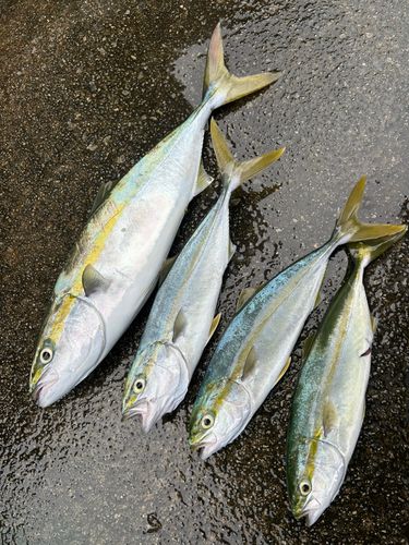 ハマチの釣果