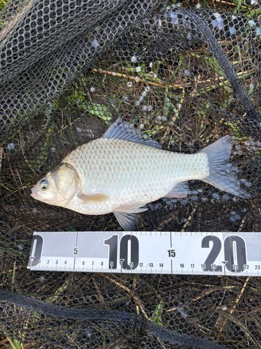 ヘラブナの釣果