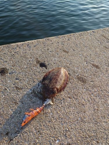 コウイカの釣果